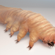An illustration of Demodex folliculorum.